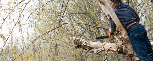 Best tool to cut store small tree branches